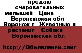 продаю очаровательных малышей › Цена ­ 7 000 - Воронежская обл., Воронеж г. Животные и растения » Собаки   . Воронежская обл.